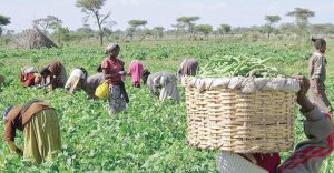 Food Security, Nassarawa